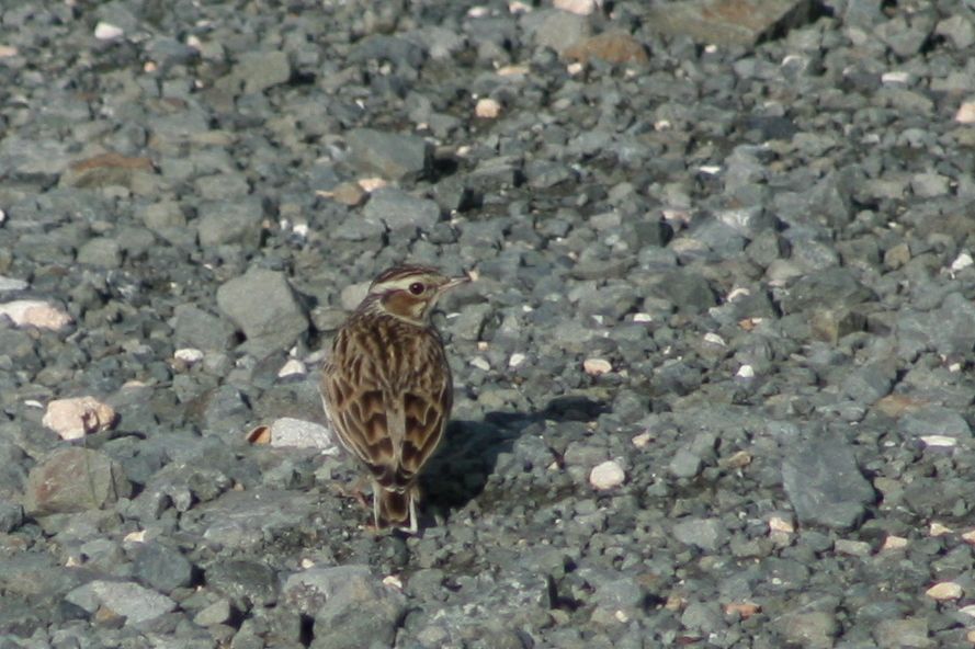 Woodlark