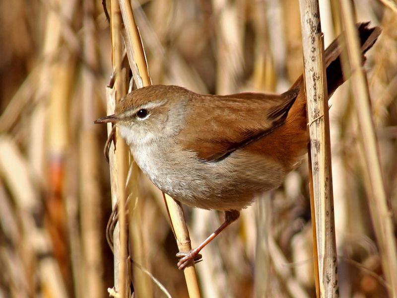 Cetti`s Warbler
