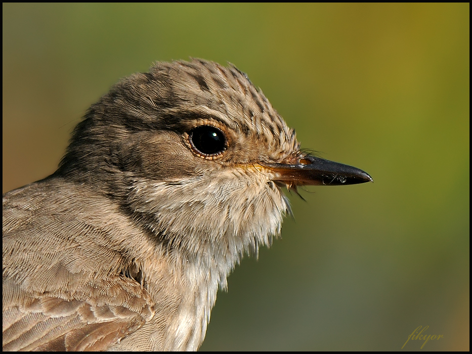Spotted Flycatcher