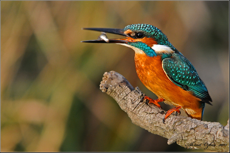 Common Kingfisher