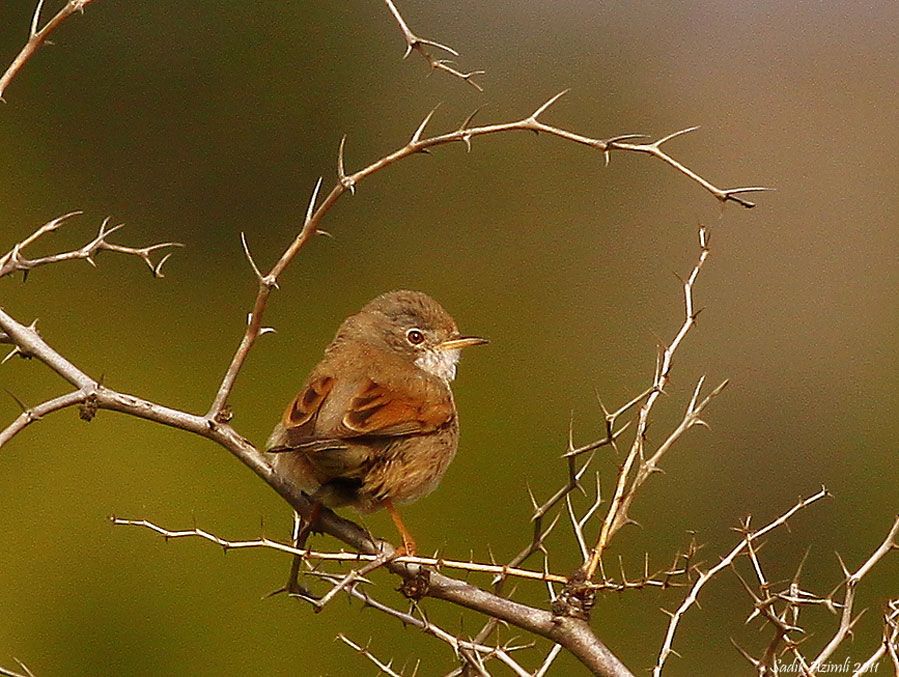 Spectacled Warbler