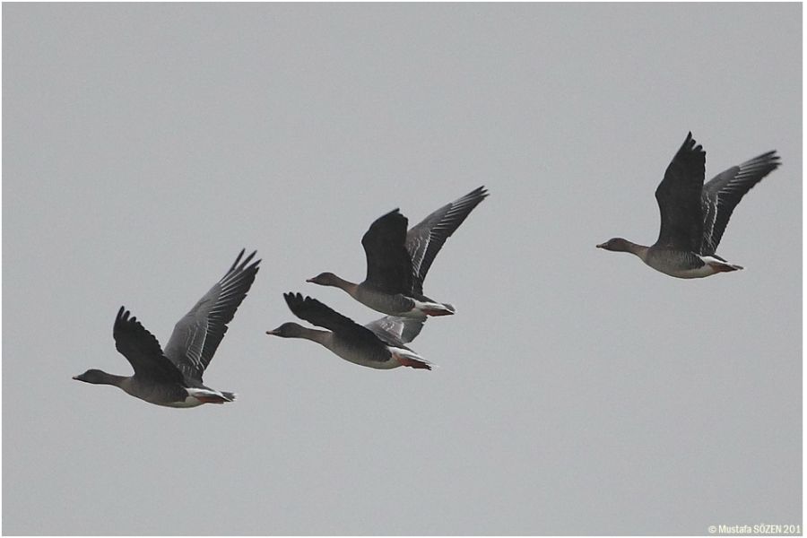 Tundra Bean Goose