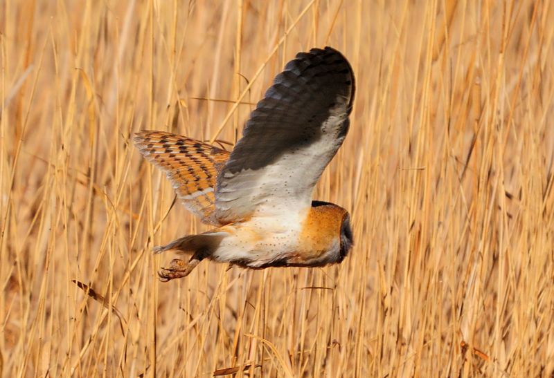 Western Barn Owl