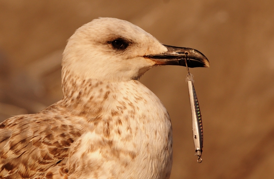 Yellow-legged Gull