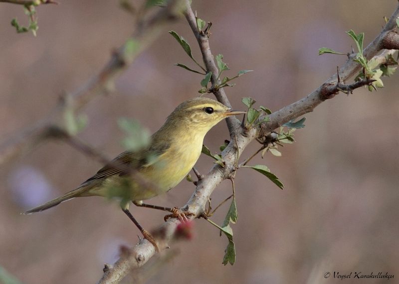 Willow Warbler