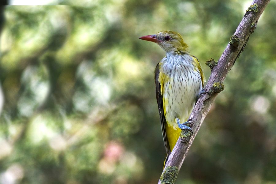 Eurasian Golden Oriole