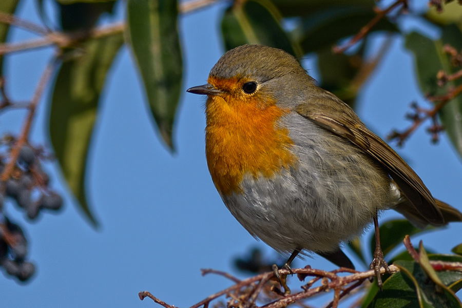 European Robin