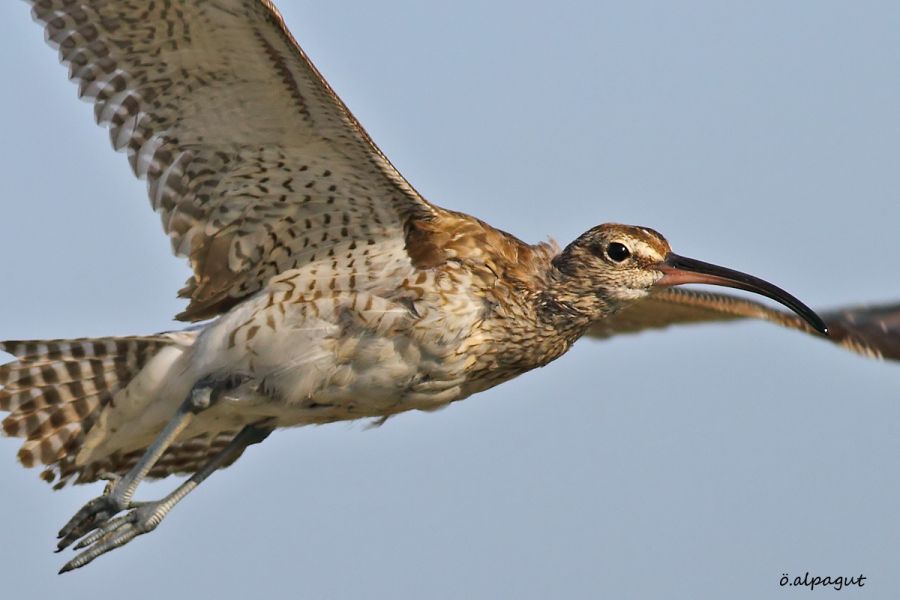 Eurasian Whimbrel
