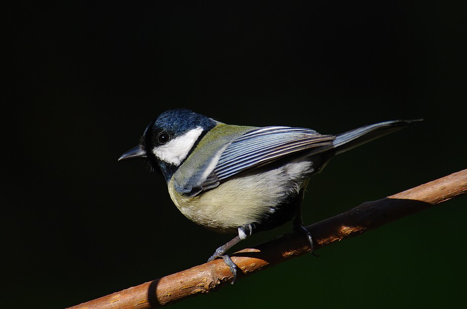 Great Tit