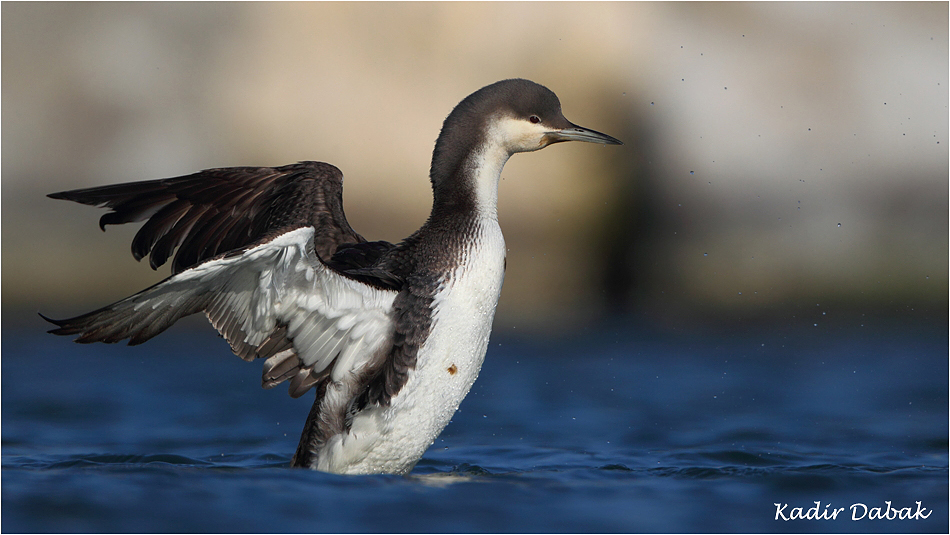 Black-throated Loon