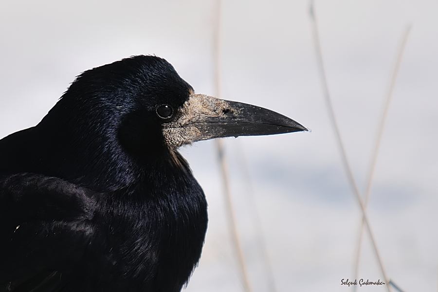 Rook