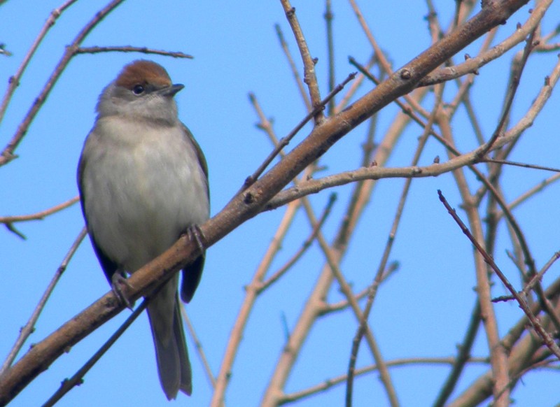 Eurasian Blackcap