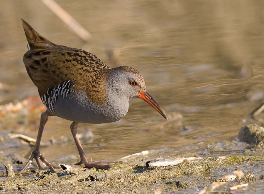 Water Rail