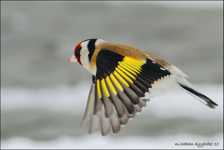 European Goldfinch