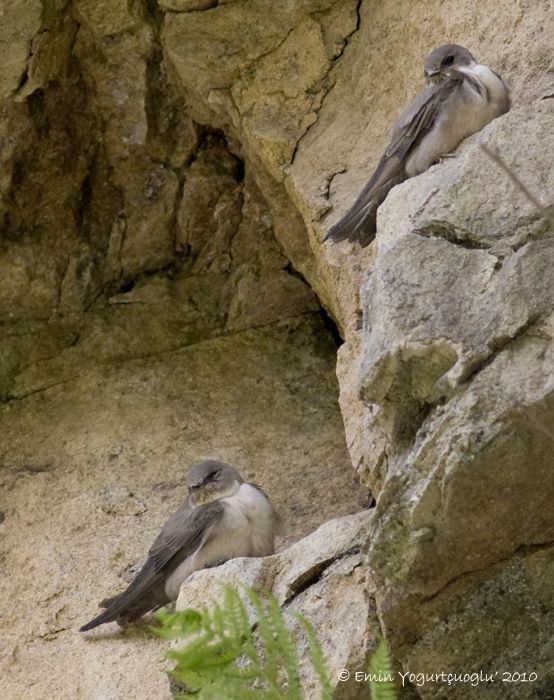 Eurasian Crag Martin