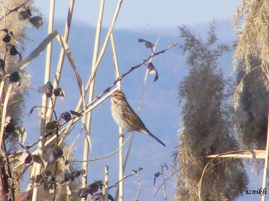Common Reed Bunting