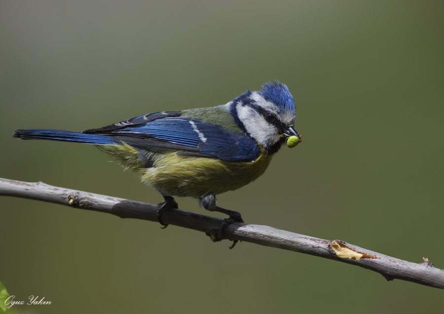 Eurasian Blue Tit