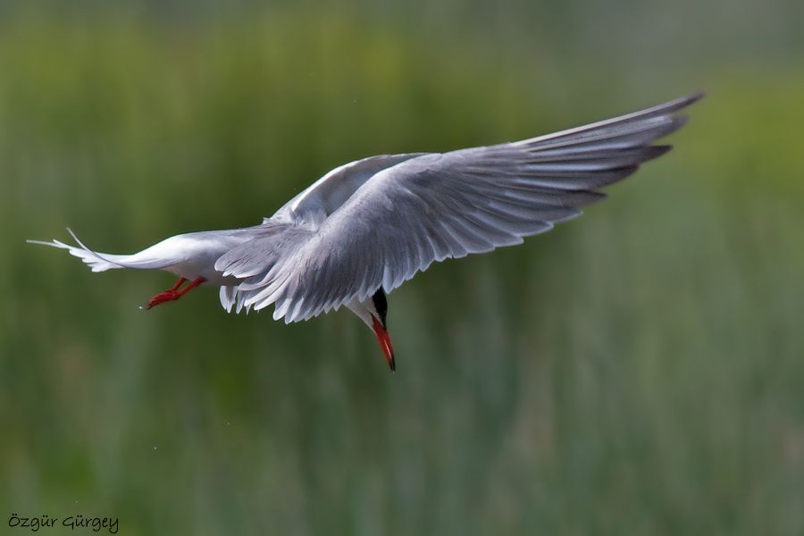 Common Tern