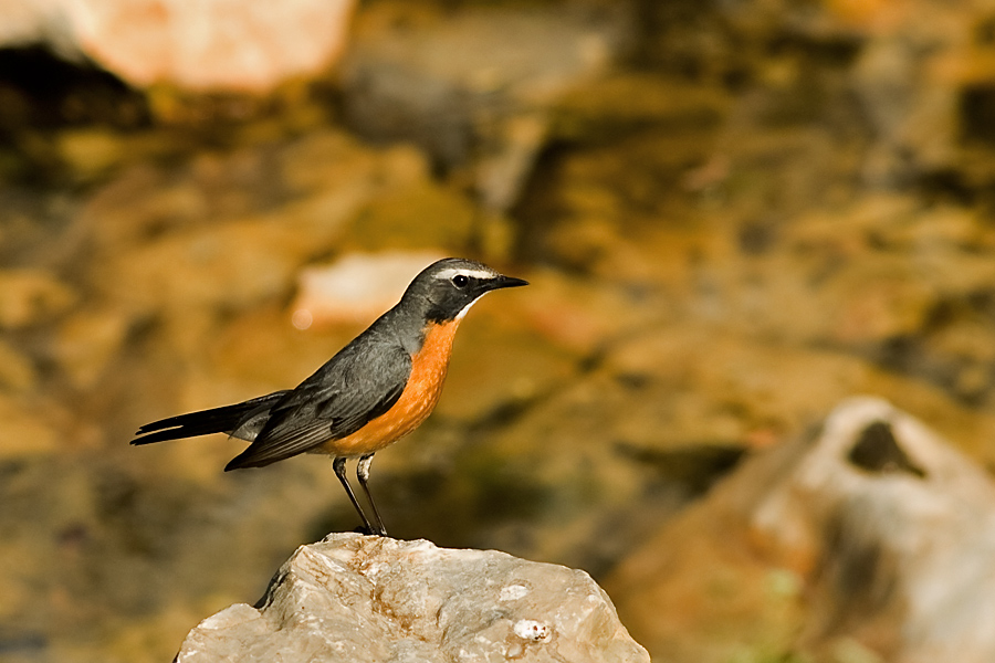 White-throated Robin