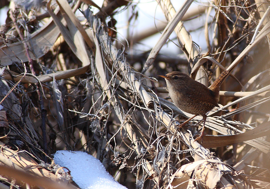 Eurasian Wren