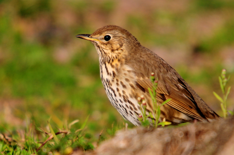 Song Thrush