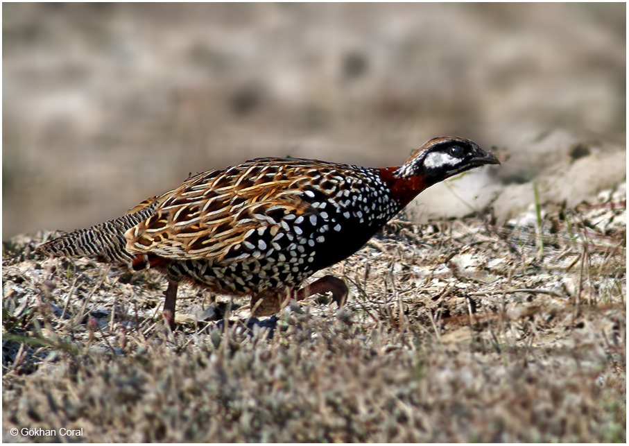 Black Francolin