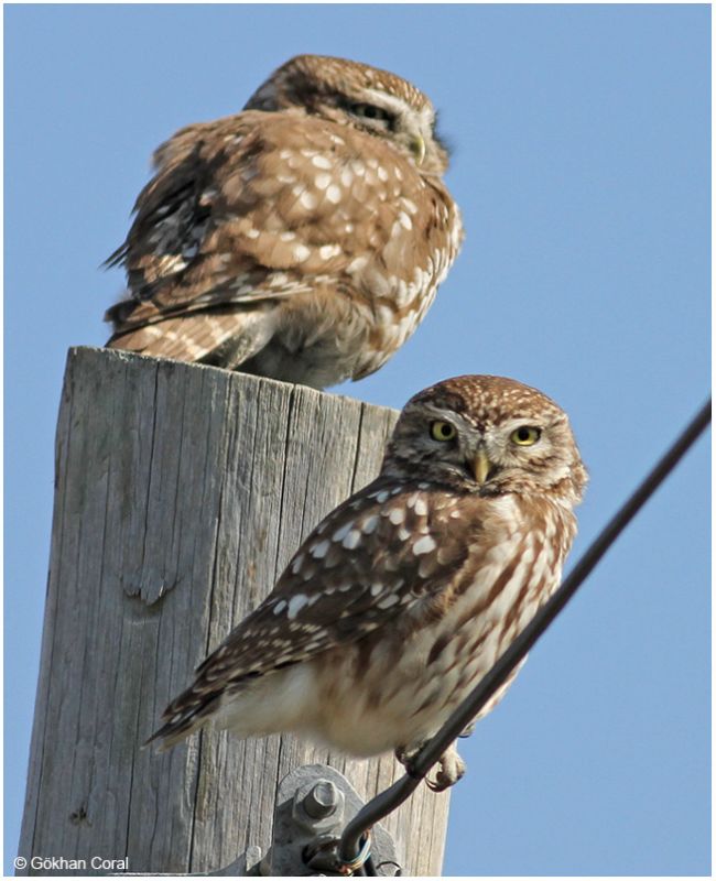 Little Owl