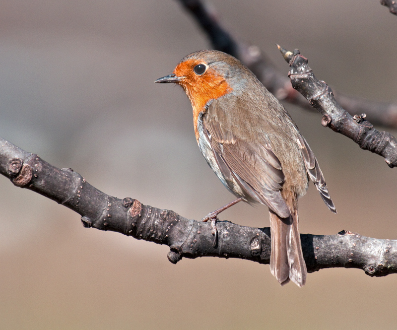 European Robin