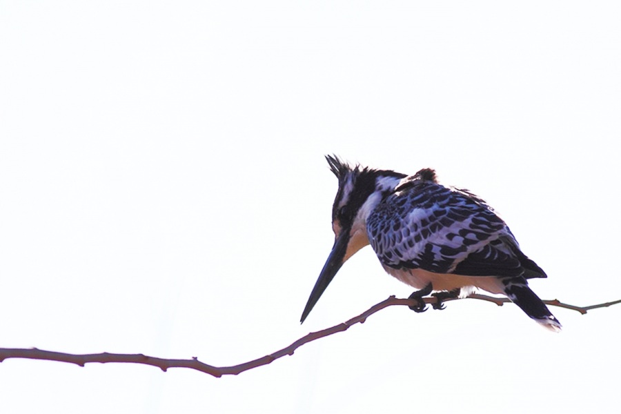 Pied Kingfisher