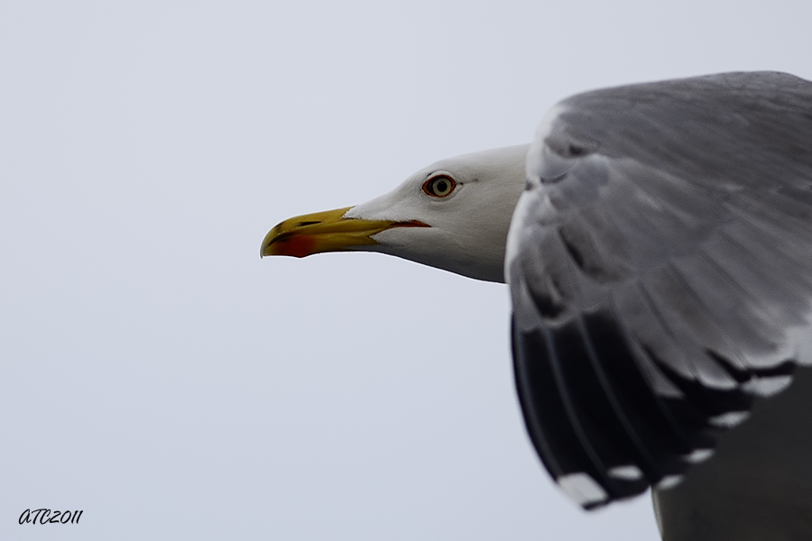 Yellow-legged Gull