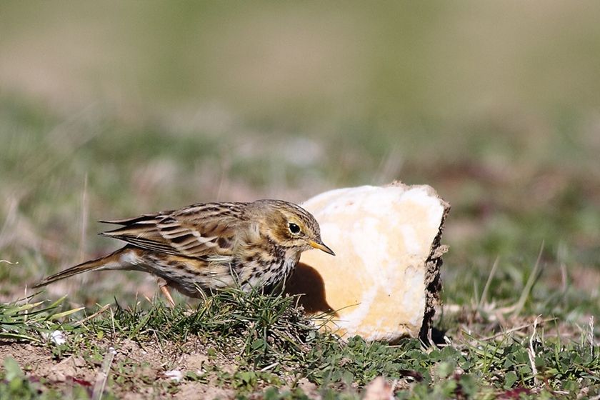 Meadow Pipit