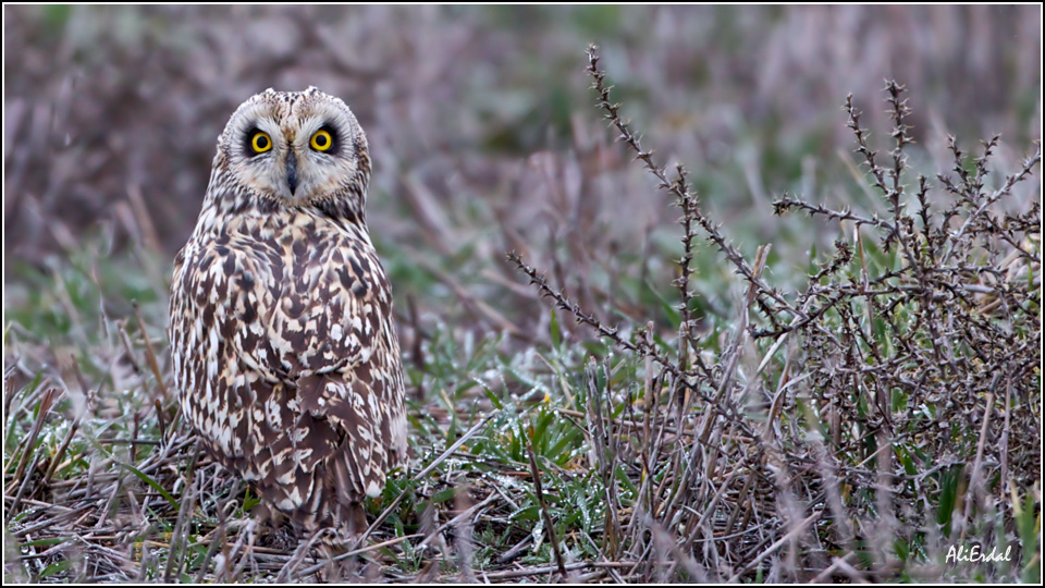 Short-eared Owl