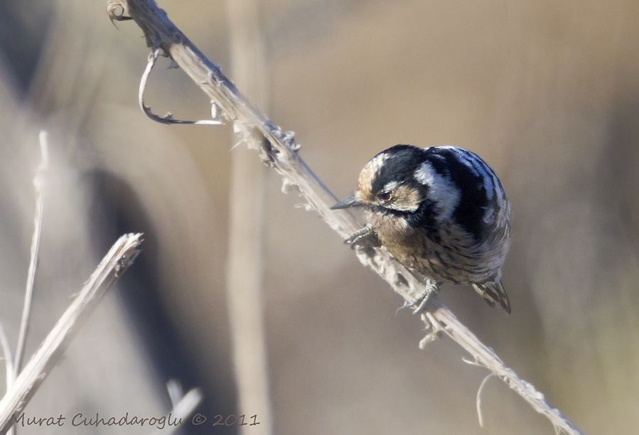 Lesser Spotted Woodpecker
