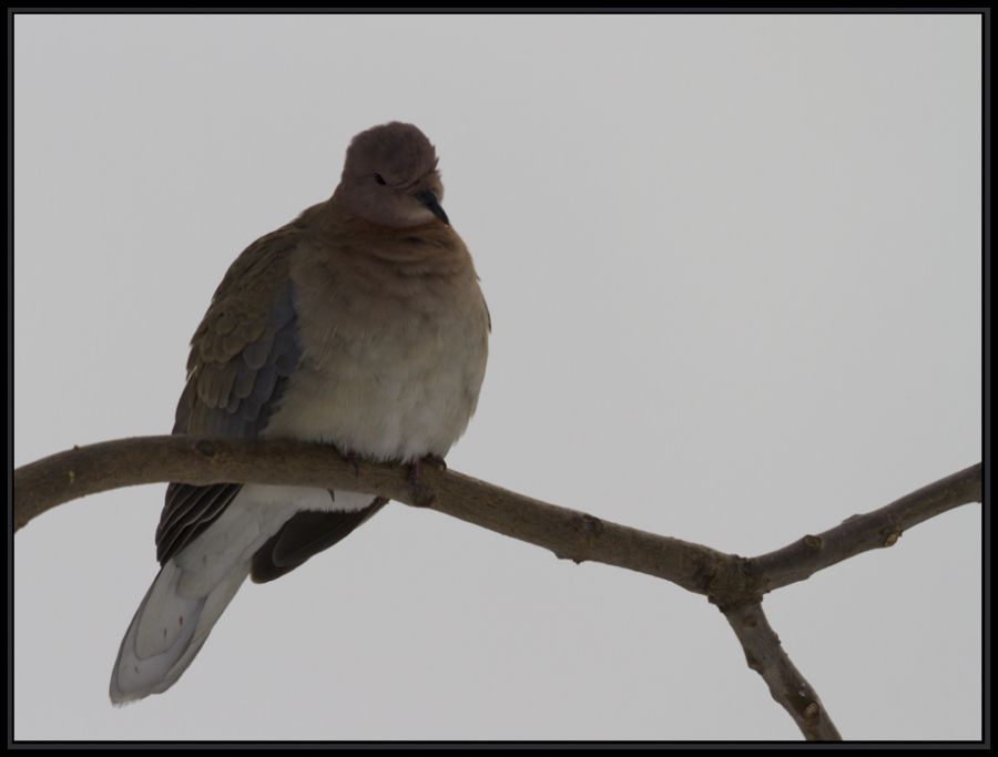 Eurasian Collared Dove