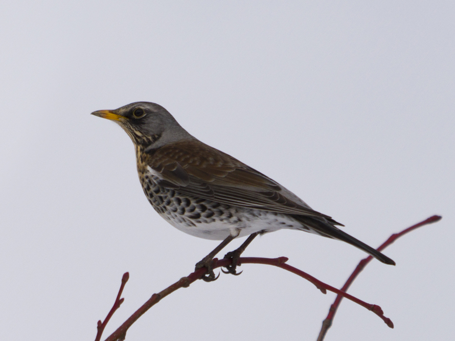 Fieldfare