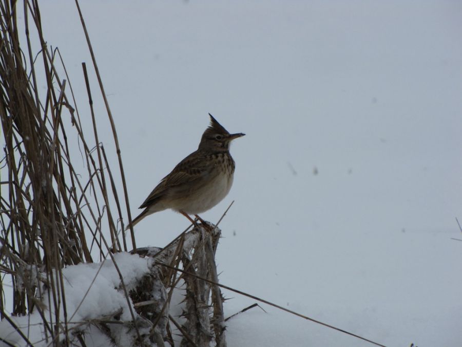 Crested Lark
