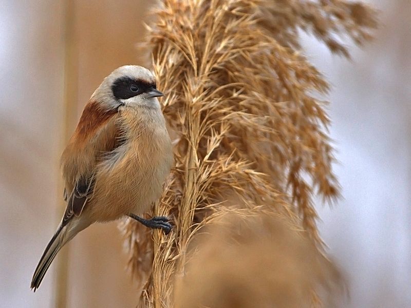 Eurasian Penduline Tit