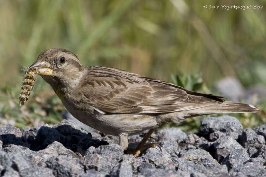 Rock Sparrow