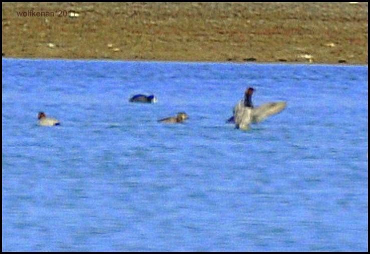 Common Pochard
