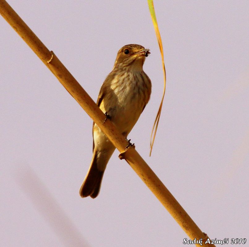 Spotted Flycatcher