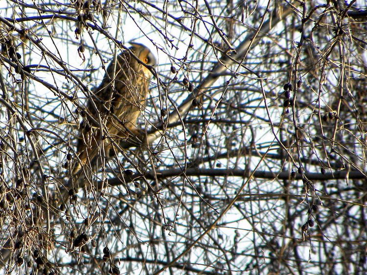Long-eared Owl