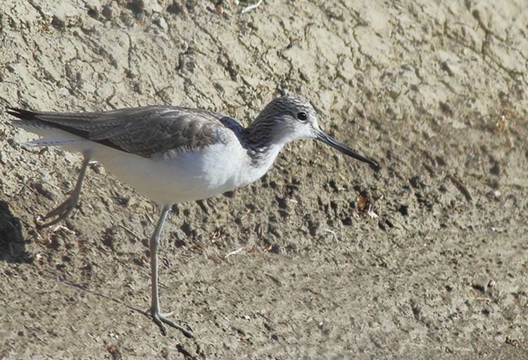 Common Greenshank