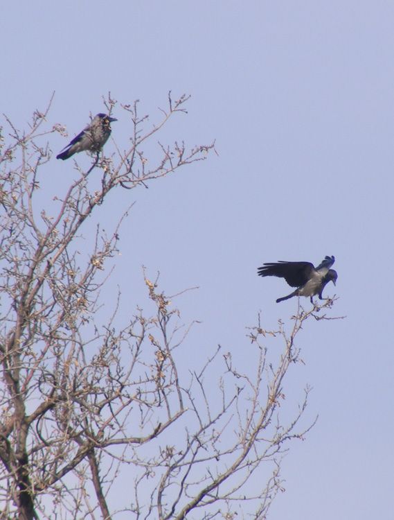 Hooded Crow