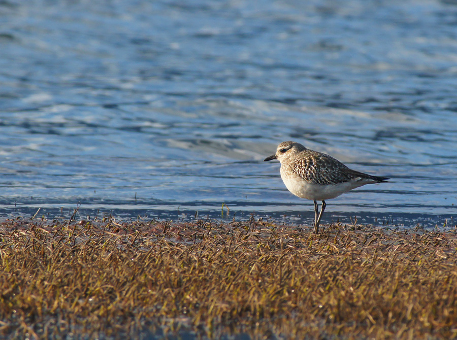 Grey Plover