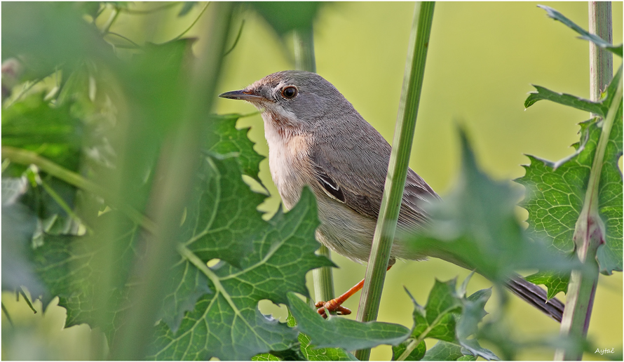 Subalpine Warbler