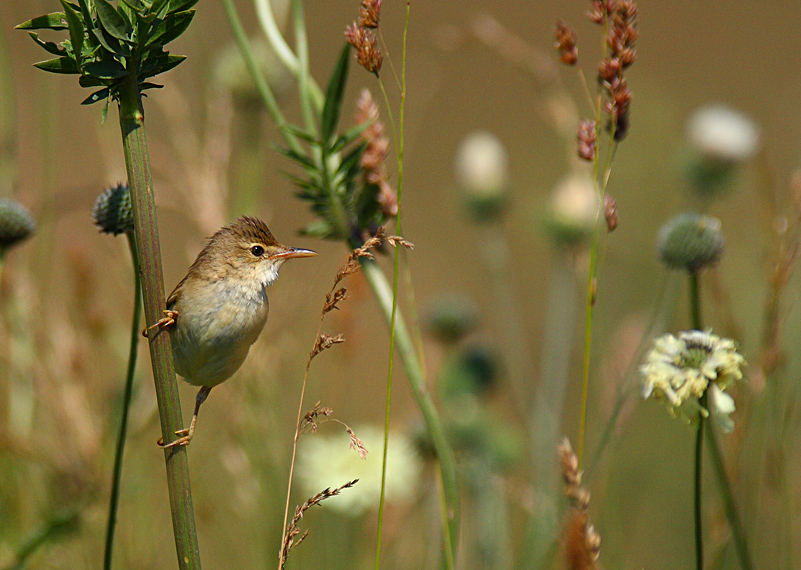 Eastern Olivaceous Warbler