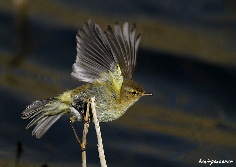 Common Chiffchaff