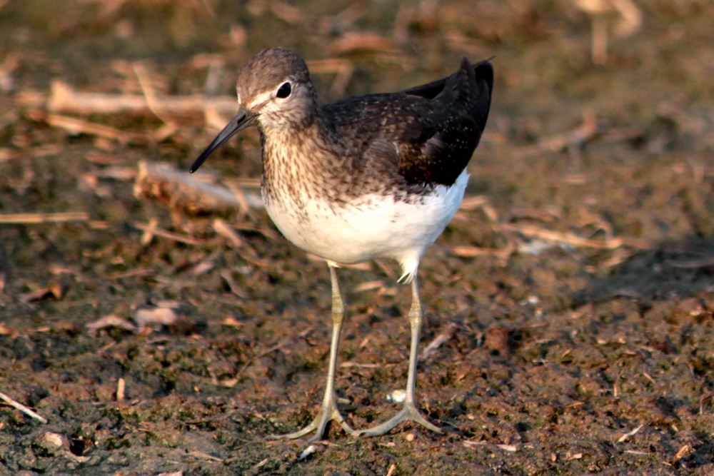 Green Sandpiper