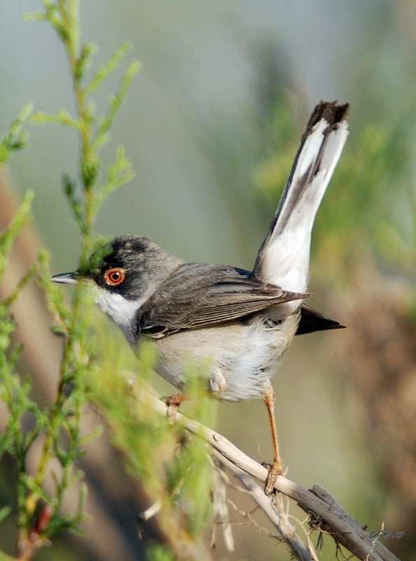 Menetries`s Warbler