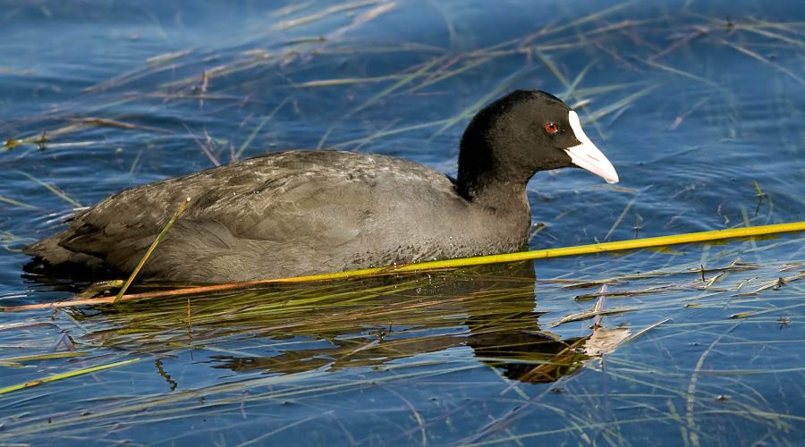 Eurasian Coot